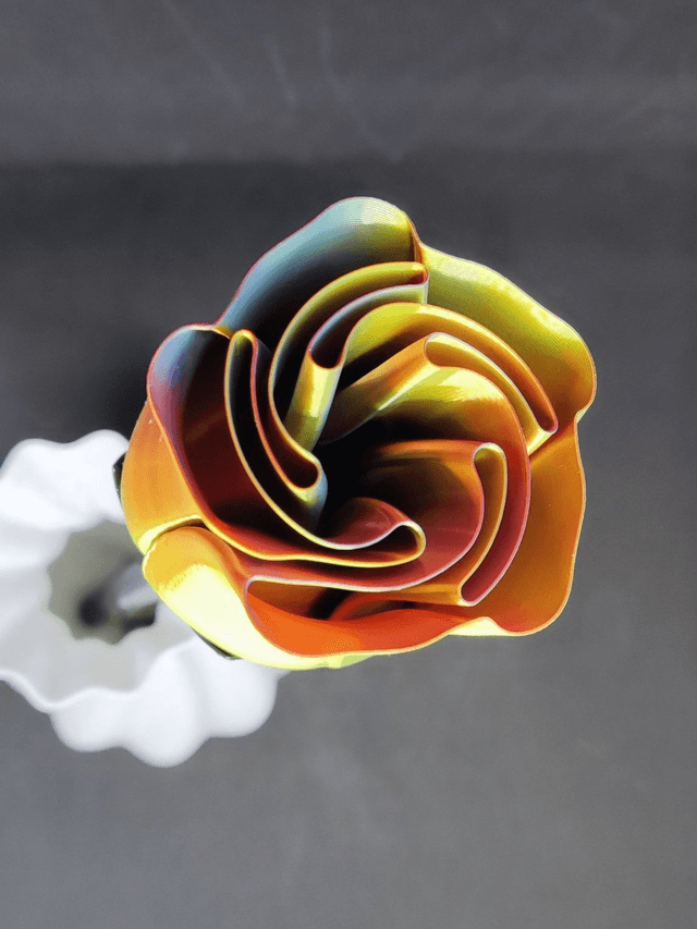 Rose 3 couleurs (rouge jaune bleu)