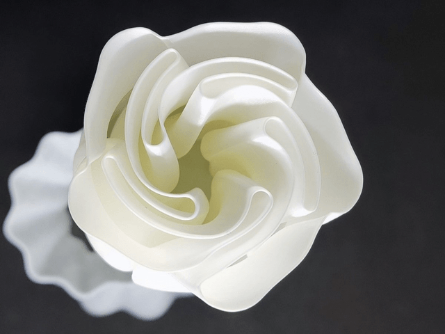 Rose blanche